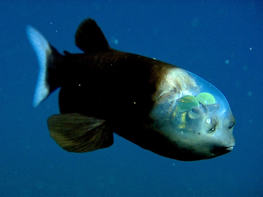 Малоротая макропинна (или же бочкоглаз) – вид глубоководных лучепёрых рыб. Является единственным представителем рода макропинн из семейства опистопроктовых. Голова, сквозь которую рыба следит за добычей, помогает защитить глаза